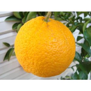 【甘夏】 3年生接木苗 大苗 アマナツ ※納期...の詳細画像2