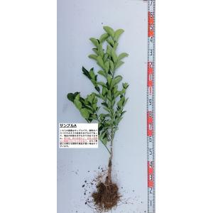 はっさく 苗木 【紅八朔 （べにはっさく）】 3年生 接ぎ木 約1.0m 大苗
