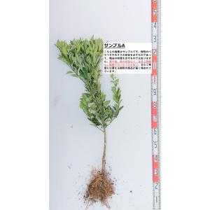 宮川早生】 素掘り苗 1年生接木苗 温州みかん ※納期指定:発送予定