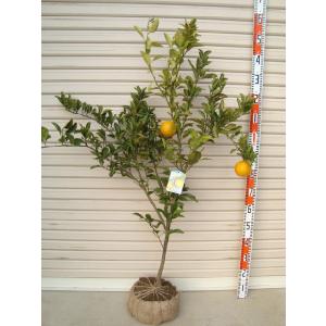 スイートスプリング 3年生接木大苗 産地で剪定済 1.0m苗 : 苗木部 花