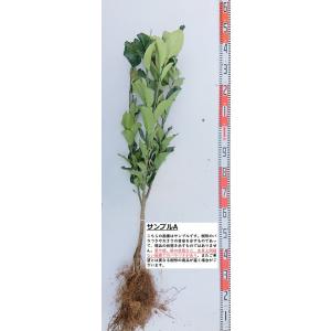 【ニューサマー】 素掘り苗　接木苗 ２年生 雑柑 ※納期指定:発送予定２０２６年３月中旬以降順次発送予定※ [果樹苗木・柑橘]