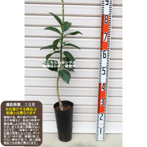 □優良2年生大苗□ みかん 苗木 【種なし小みかん 無核紀州 （むかくき