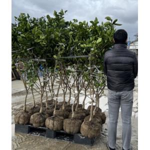 みはや】 5年生接木苗 1本で実がなる かんきつの苗 鉢植えok すぐ実