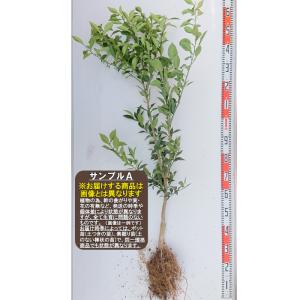 マイヤーレモン】 4年生接木苗 大苗 レモン ※納期指定:発送予定