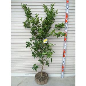 香水レモン（パキスタンレモン） ：果樹苗 柑橘苗 苗木 接木 苗 みかん