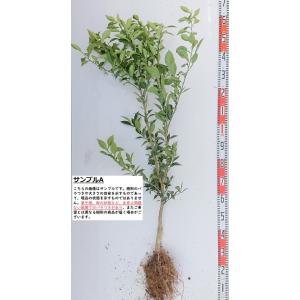 スイートスプリング】 柑橘大苗 4年生接木苗 雑柑 ※納期指定:発送予定