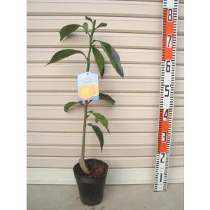 果実つき　4年生　グレープフルーツ接木苗／苗木　樹高120センチ 果実つき 4年生 グレープフルーツ接木苗／苗木 樹高120センチ