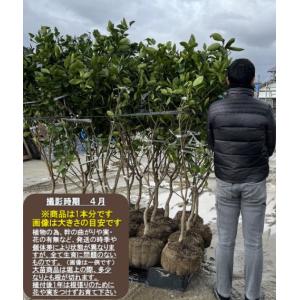 木頭ゆず】 柑橘大苗 4年生接木苗 ※納期指定:発送予定2026年3月