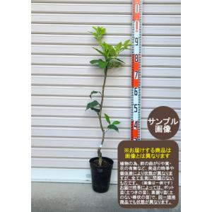 日本花キ流通 ミスマフェット 花芽2芽付き 4.5号鉢 送料無料