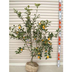 金柑 たまたま 苗木の商品一覧 通販 Yahoo ショッピング