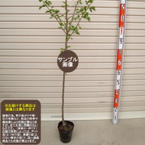 タイサンボク ケイパレス 苗木 3.5号ポット 挿し木苗 : エスフルール