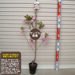 マイヤーレモン】 3年生接木苗 大苗 レモン ※納期指定:発送予定