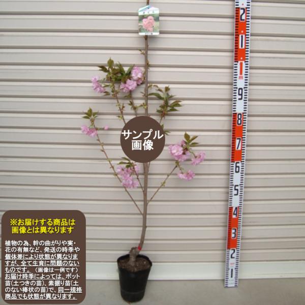 【ボタン桜】 １年生苗 サクラ ※納期指定：発送予定２０２５年１月中旬以降順次または通常発送※ [果...