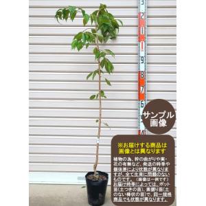 桜（サクラ）苗木 吉野枝垂れ : 植物・園芸専門店 花育通販Yahoo!店
