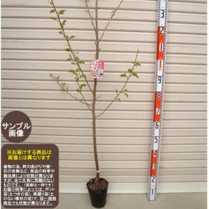 ■新着！　枝垂れ桜の苗木　お譲りします　① 八重紅しだれ桜】 1年生接木苗 ヤエベニシダレサクラ 枝垂れ桜 ※納期