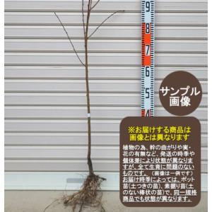 しだれ梅】（白） 接木苗 枝垂れ梅（シダレウメ）[果樹苗木・花梅・は