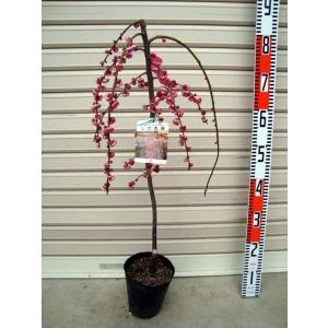 しだれ梅】（白） 接木苗 枝垂れ梅（シダレウメ）[果樹苗木・花梅・は