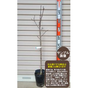 しだれ梅】（白） 1年生接木苗 枝垂れ梅（シダレウメ） ※納期指定