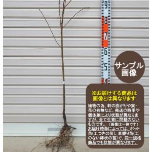 【しだれ源平】 1年生苗 枝垂れ桃 ハナモモ ※...の商品画像