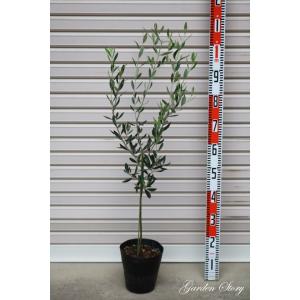 日本花キ流通 アカシア テレサ 10.5cmポット 矮性種 庭木 苗木 花木