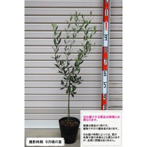 オリーブの木 パラゴン 3年生 オリーブ 苗 苗木 : 苗木部 花ひろば