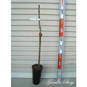 【トキ】《Ｙ台》 １年生接木苗 わい性台木　リンゴ ※納期指定：発送予定２０２６年１月中旬以降順次または通常発送※ [果樹苗木　林檎　りんご]