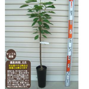 果樹苗木！　アメリカンチェリー　【ステラ】 アメリカンチェリー ステラ 苗 販売 苗木部 By 花ひろばオンライン