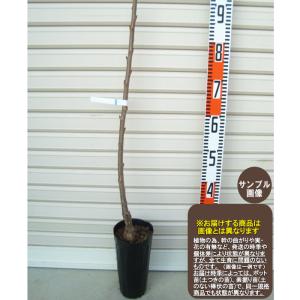 元祖・佐藤錦】《スーパー6台》 1年生接木苗 サクランボ ※納期指定