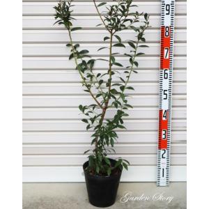 大株 ブルーベリー パウダーブルー 1.2m 根巻き : 吉瀬園芸 - 通販