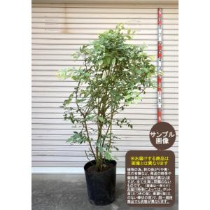 【レガシー】 苗 10号 ノーザンハイブッシュ系 ブルーベリー [ガーデンストーリー 果樹苗木]