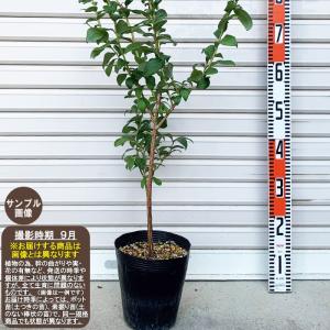 はるみ】 4年生接木苗 大苗 ※納期指定:発送予定2026年5月下旬