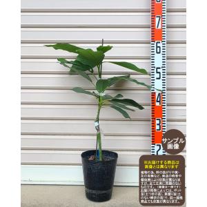 【メキシコーラ】 接木苗 １年生 アボカド ※通常発送※ [めきしこーら　果樹苗木　ワニナシ　ガーデンストーリー　熱帯果樹]