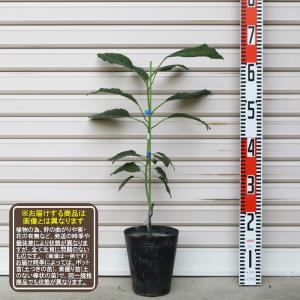 アボカド エッティンガー 接木苗 Amazon.co.jp: 【予約受付中】【2026年3月下旬～発送】アボカド