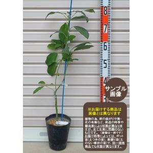 国華園 アボカド メキシコーラグランデ Aタイプ 1株 果樹苗 : 花と緑