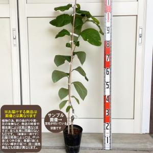 チェリモヤ 苗 【エルバンポ】 2年生 接ぎ木苗 : 苗木の専門店