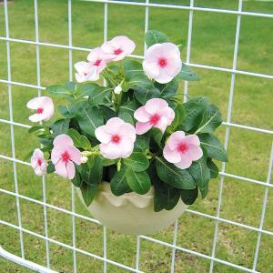 タカショー ハンギング 寄せ植え プランター ...の詳細画像1