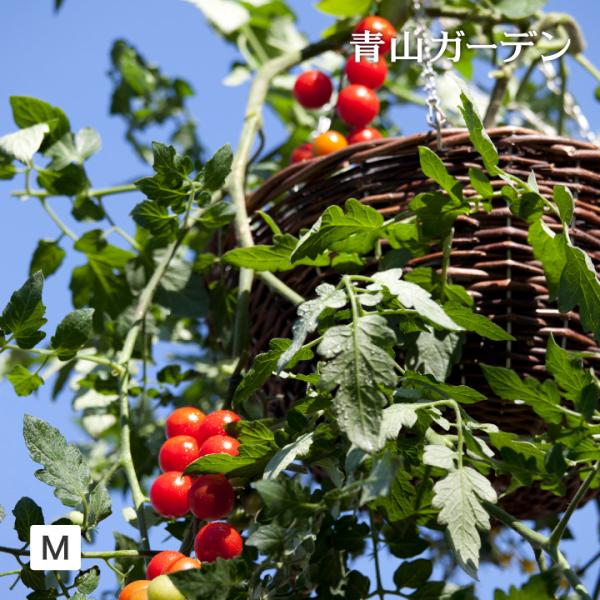 ハンギング 壁掛け 寄せ植え 菜園 タカショー / ラタンハンギングバスケット M /小型