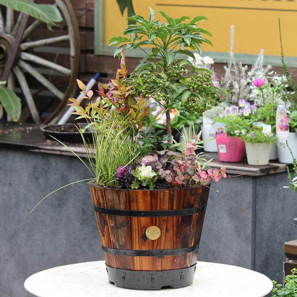 【50セット限定】＼販売期間：12/19(金)まで／寄せ植え 苗 花  花苗 / お正月寄せ植えセッ...