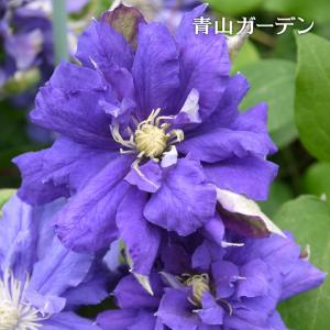 クレマチス 八重の商品一覧 通販 Yahoo ショッピング