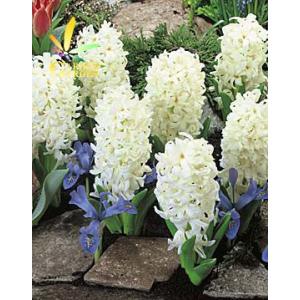 9月下旬入荷 ヒヤシンス球根 カーネギー 1球入り Y1010 Seebu 0106 Gardengarden 通販 Yahoo ショッピング