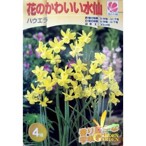 Gardengarden スイセン 秋植え球根 Yahoo ショッピング