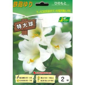 秋植え球根　鉄砲ゆり　特大球　2球入〜沖永良部産 鉄砲百合 日の本 ひのもと