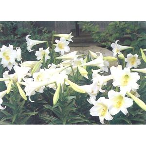 秋植え球根 鉄砲ゆり 特大球 2球入〜沖永良部...の詳細画像1