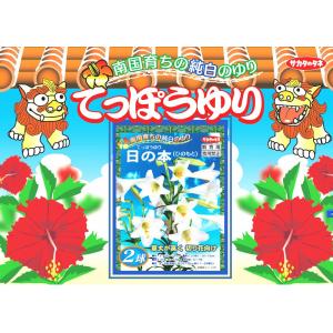 秋植え球根 鉄砲ゆり 特大球 2球入〜沖永良部...の詳細画像2