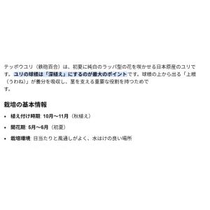 秋植え球根 鉄砲ゆり 特大球 2球入〜沖永良部...の詳細画像3