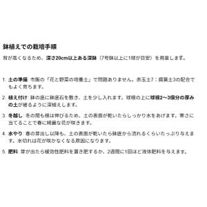 秋植え球根 鉄砲ゆり 特大球 2球入〜沖永良部...の詳細画像4