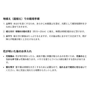 秋植え球根 鉄砲ゆり 特大球 2球入〜沖永良部...の詳細画像5