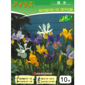 秋植え球根　アイリス混合 10球入 〜 ダッチアイリス オランダアヤメ