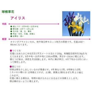 秋植え球根 アイリス混合 10球入 〜 ダッチ...の詳細画像2