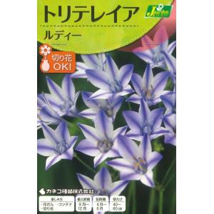 秋植え球根　トリテレイア　ルディー　4球入 〜野放し球根 切り花向き
